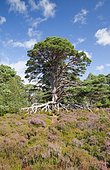 Scots pine, Cairngorms NP, Scotland, United Kingdom, Europe