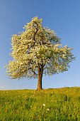 Solitary tree, blooming pear tree in spring in evening light, Zürcher Oberland, Switzerland, Europe
