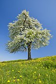 Alone flowering pear tree in spring in flowering meadow, Zurich Oberland, Switzerland, Europe