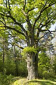 Old english oak (Quercus robur) in spring, Lower Saxony, Germany, Europe