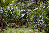 Cocoa, banana and palm trees in agroforestry system, Ubatuba, Sao Paulo State, Brazil