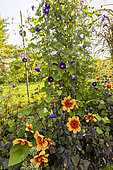 Dahlia 'Le Croco' and Tall Morning Glory (Ipomoea purpurea) 'Kniola's Black' in bloom