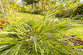 Japanese Forest Grass (Hakonechloa macra) 'Aureola'