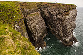 Fowlsheugh Cliff, a nature reserve with many pelagic birds, Catterline, Scotland.