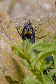 European Shag (Phalacrocorax aristotelis) standing in the vegetation on the island of Lunga, Inner Hebrides, Scotland.