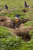 Puffin (Fratercula arctica) watching fellow puffins at the entrance to their burrow, Lunga Island, Inner Hebrides, Scotland.