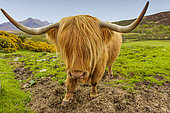 Vache de race Park Highland Cattle (Bos taurus), Tongue, Ecosse