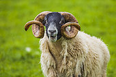 Portrait of Scottish Blackface sheep ram (Ovis aries), Scotland.
