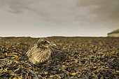 Common eider duckling (Somateria mollissima), in the low tide harbour of Seahousses, England, UK.