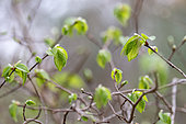 Elm (Ulmus sp.), young leaves in early spring, Gard, France