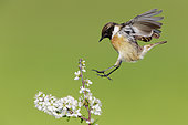 European Stonechat (Saxicola rubicola), side view of an adult male landing on a Blackthorn branch, Campania, Italy