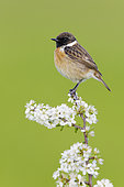 European Stonechat (Saxicola rubicola), side view of an adult male just standing on a Blackthorn branch, Campania, Italy