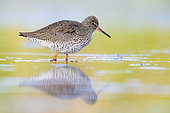 Common Redshank (Tringa totanus), side view of an adult standing in the water, Campania, Italy
