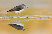 Green Sandpiper (Tringa ochropus), side view of an adult standing in the water, Campania, Italy