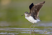 Green Sandpiper (Tringa ochropus), side view of an adult at take-off, Campania, Italy