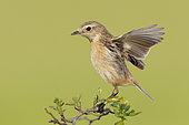 European Stonechat (Saxicola rubicola), side view of an adult female standing on a branch, Campania, Italy