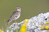 Woodlark (Lullula arborea), side view of an adult standing on a rock, Campania, Italy