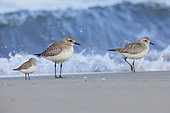 Grey Plover (Pluvialis squatarola), two individuals standing on the shore together with a Dunlin, Campania, Italy