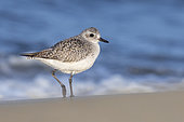 Grey Plover (Pluvialis squatarola), side view of an individual standing on the shore, Campania, Italy