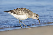 Grey Plover (Pluvialis squatarola), side view of an individual catching a crab, Campania, Italy