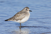 Grey Plover (Pluvialis squatarola), side view of two adults in winter plumage standing on the shore, Campania, Italy