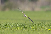 Hen Harrier (Circus cyaneus), front view of a juvenile male in flight, Campania, Italy