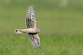 Hen Harrier (Circus cyaneus), juvenile male in flight showing underparts, Campania, Italy