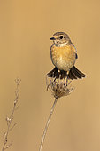 European Stonechat (Saxicola rubicola), front view of an adult female standing on a stem, Campania, Italy