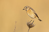European Stonechat (Saxicola rubicola), side view of an adult female standing on a stem, Campania, Italy