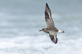 Grey Plover (Pluvialis squatarola), side view of an individual in flight over the sea, Campania, Italy