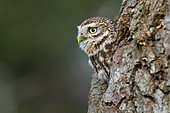 Little owl (Athena noctua) peeking from his hole, England