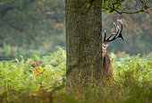 Red deer (Cervus elaphus) standing behind a tree, England
