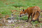 Red fox (Vulpes vulpes) eating mushrooms, England