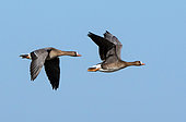 White-fronted goose (Anser albifrons) in flight, England