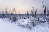 Charred trees in the taiga between Berdigestiakh and Yakutsk following the 2021 fires, Sakha Republic, Russia