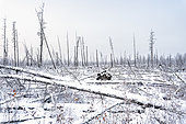 Charred trees in the taiga between Berdigestiakh and Yakutsk following the 2021 fires, Sakha Republic, Russia