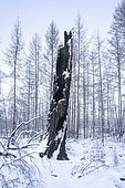 Charred trees in the taiga in Dikimdya following the 2021 fires, Sakha Republic, Russia