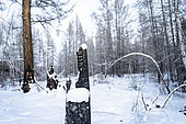 Charred trees in the taiga in Dikimdya following the 2021 fires, Sakha Republic, Russia