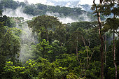 The “Forêt de Abeilles”, equatorial forest of Gabon. The forest domain covers more than 80% of the country's surface, generally an almost impenetrable jungle.
