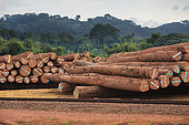 Exploitation of wood (Moabi, kevazingo, ebony,…). Storage and transportation of logs from their origin to Lastoursville in trucks to then continue on the Transgabonés railway company to Libreville. Gabon.