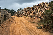 Exploitation of okoumé wood (Aucoumea klaineana), the most frequent in Gabon. It is a softwood that is used to make plywood. The trunks that appear in the image are leftovers that are not marketed, in fact they are on the outskirts of the farm for those who want to take them.