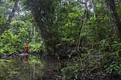 Equatorial jungle after heavy rain. Pongara National Park, Pointe Denis. Gabon.