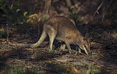 Agile wallaby (Notamacropus agilis) Wasur National Park, West Papua, Indonesia
