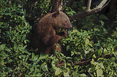 Doria’s Tree Kangaroo (Dendrolagus dorianus) Larye, West Papua, Indonesia
