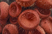 Hairy Cup fungi (Cookeina tricholoma), Gunung Leuser, Sumatra, Indonesia