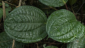 Leaves of Celebes Pepper (Piper ornatum), Sumatra, Indonesia