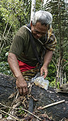 Café Kopi luwak, Homme recueillant des grains de café non digérés dans les fèces de civette pour le café spécial Luak, Batang Toru, Sumatra Occidental, Indonésie.