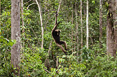 Müller's gibbon (Hylobates muelleri) Jumping, Tanjung Puting National Park -1-