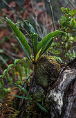 Plante myrmecophyte (Myrmecodia sp), forêt de mousse, Papouasie occidentale, Indonésie