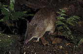 New Guinea Bandicoot( Microperoryctes sp.) West Papua -1-